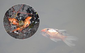 Cá chép vàng chết nổi khi vừa được thả xuống hồ Hoàng Cầu ngày ông Công ông Táo