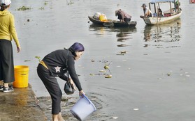 Khổ như cá chép ngày tiễn ông Táo: Vừa được phóng sinh đã bị "đội quân" chèo thuyền chờ sẵn để chích điện