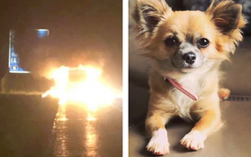 Tưởng chủ nhân vẫn còn kẹt trong xe tải bốc cháy, chú chó nhảy vào cứu thì chiếc xe phát nổ