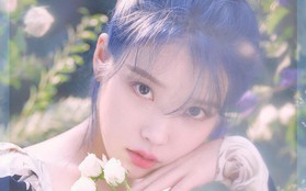 IU - người bạn thân của Sulli cũng đã quyết định ngưng phát hành album mới sau khi bị dân mạng chửi bới vô cớ