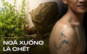 Lời thú nhận của gã đàn ông Việt sang Anh trồng cần sa: Hành trình bám gầm xe tải đến những ngày tháng chui nhủi, vào tù ra tội