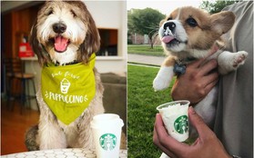 Góc đáng yêu: Starbucks miễn phí thức uống với tên gọi "puppuccino" dành riêng cho các "boss" cún đi cà phê cùng chủ