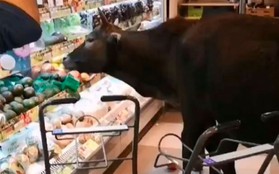 Băng đảng bốn con bò hung hăng cướp sạch rau củ trong siêu thị Hong Kong ngay giữa thanh thiên bạch nhật