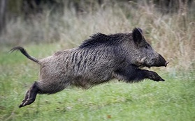 Bầy lợn rừng háu ăn phanh phui số ma tuý được giấu kín trong rừng trị giá hơn nửa tỷ đồng