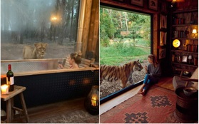 Sốc: Một khách sạn cho phép du khách sống chung với hổ và sư tử, tưởng “nói điêu” nhưng lại hoàn toàn có thật ở Anh