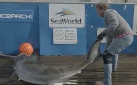 Nhà khoa học lôi bằng được cá mập trắng sở hữu 2 "của quý" lên thuyền để đo kích cỡ