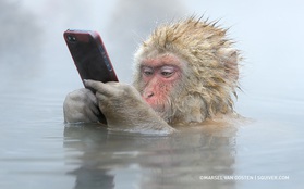 Bức ảnh “khỉ tuyết cầm iPhone” này là thật hay ghép? Nếu thật, ai là người chụp và làm thế nào hay vậy?