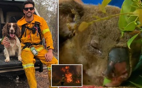 "Nàng chó triệu đô" dũng cảm lao vào đám cháy dữ dội để giải cứu những con gấu koala bị mắc kẹt trong đợt cháy rừng kinh hoàng ở Úc