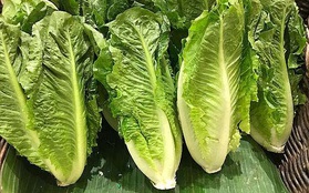 Ăn salad và rau sống, hàng trăm người bị nhiễm khuẩn E. coli