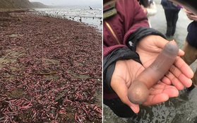 Phát hiện hàng ngàn con "cá dương vật" ngoe nguẩy trên bờ biển tại Mỹ - Chuyện gì đã xảy ra vậy?