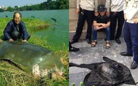 Rùa Hồ Gươm nặng hơn 10kg vừa bị bắt có phải hậu duệ của "cụ rùa"?
