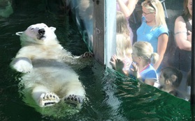 Nhân viên sở thú bất mãn khi thời gian nghỉ đẻ của gấu Bắc cực dài gấp 30 lần so với đồng nghiệp loài người