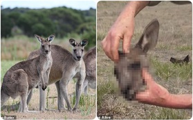 Kinh hãi phát hiện 11 xác kangaroo không đầu, bị đánh đập tàn nhẫn đến chết tại Úc vì mục đích có thể gây phẫn nộ