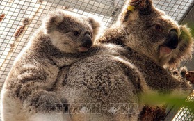 Hàng nghìn con gấu Koala bị chết do cháy rừng tại Australia