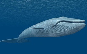 Hát sai nhạc nên bị tách khỏi đàn: Chú cá voi cô đơn nhất hành tinh là đây!