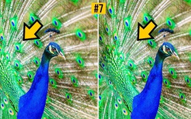 Trong 20 giây, chỉ những đôi mắt tinh như chim Đại bàng mới giải mã được 9 hình ảnh này!