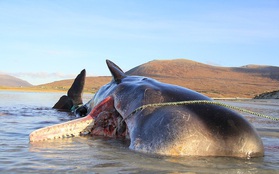 Các nhà khoa học mổ xác cá voi nặng gần 20 tấn trôi dạt vào bờ, phát hiện gần trăm kg rác thải nhựa khổng lồ trong bụng