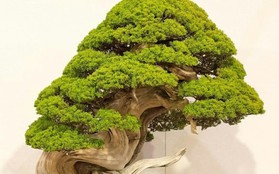 Trộm lẻn vào vườn bonsai 5.000 ha, trộm 7 cây quý gần 3 tỷ đồng