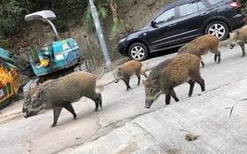 Lợn rừng xuất hiện từng đàn, 'chạy điên cuồng' trong khu dân cư, sân bay và trung tâm thương mại ở Hồng Kông