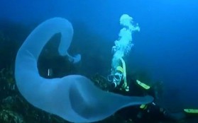 Kinh hãi khoảnh khắc đối mặt với 'quái vật biển' dài 10 mét