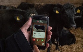 Nông dân Anh đồng loạt sử dụng "Tinder" để tìm bạn tình cho gia súc