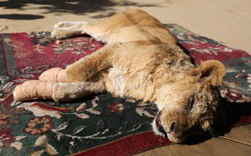 Cắt hết móng sư tử để "trẻ em có thể chơi cùng", ban quản lý sở thú bị chỉ trích dữ dội
