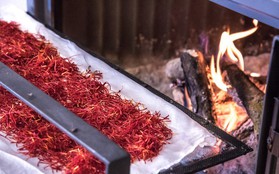 Saffron không tự nhiên mà đắt, cách người ta sản xuất ra nó cầu kì đến thế này cơ mà