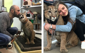 Chú báo sư tử được đôi vợ chồng Nga rước về nuôi rồi trở thành ‘hot pet’ đình đám trên MXH