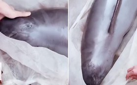 Đoạn clip xót xa: Cá heo không vây chảy nước mắt khi bị bán thịt giữa chợ