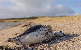Khoa học loạn nhịp vì 20.000 con chim biển chết một cách kỳ lạ