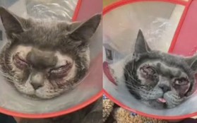 Chi 35 triệu đưa mèo đi cắt mí, cô chủ Trung Quốc khiến internet tranh cãi ác liệt