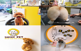 Shiny Pet – Spa cao cấp dành cho thú cưng tại Hà Nội
