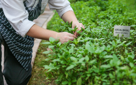 "Locavore" hay câu chuyện về một xu hướng ẩm thực mới