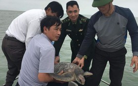 Hà Tĩnh: Thả rùa nặng 18,5kg dính lưới ngư dân về với biển