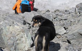 Lẽo đẽo theo sau đoàn leo núi, cô chó hoang lập kì tích khi lên tới đỉnh dãy Himalaya cao hơn 7000 mét