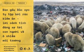 Đàn gấu Bắc cực tụ tập bới rác kiếm ăn - lời cảnh tỉnh đáng sợ tới con người về ô nhiễm môi trường