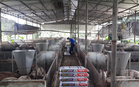 Giá lợn hơi giảm mạnh, nông dân “quyết” bán đổ bán tháo để vớt vát