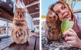 Bộ ảnh về Quokka - loài thú luôn mỉm cười, được mệnh danh là "hạnh phúc nhất Trái Đất" sẽ làm bạn quên hết muộn phiền