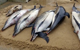 Pháp đi tìm lời giải cho thảm cảnh 1.100 con cá heo bị giết hại một cách bí ẩn dạt vào bờ biển