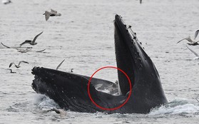 Cảnh tượng hiếm thấy: Bầy hải âu đang nhởn nhơ bay trên biển thì bị cá voi phóng lên "lùa" hết vào bụng