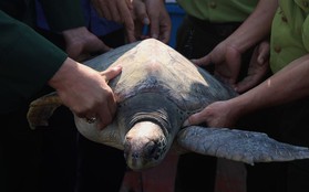 Hà Tĩnh: Rùa quý hiếm nặng 25kg mắc vào lưới ngư dân được thả về biển cả