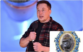 Nhân ngày Cá tháng Tư, Elon Musk hát rap tưởng nhớ khỉ đột Harambe