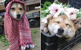 Gặp gỡ boss Shiba bán hoa nổi tiếng ở Nhật Bản, được phong là "bà chủ nhàn rỗi" của các nhân viên trên nông trại