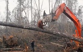 Đau lòng cảnh đười ươi liều mạng ngăn máy ủi phá rừng