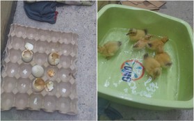 Nối tiếp tấn "bi kịch" của nắng nóng Sài Gòn: Đến trứng cũng không thể nằm yên....