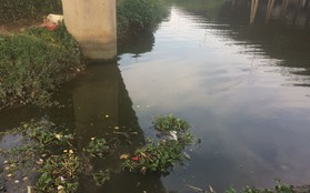 Hốt hoảng phát hiện thi thể người phụ nữ nổi trên sông Sài Gòn