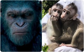 Khoa học tạo ra những con khỉ với não bộ phát triển như người: kịch bản "Hành tinh khỉ" sắp xảy ra?
