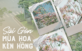 Sài Gòn mùa hoa kèn hồng: dịu dàng và dễ thương đến lạ!
