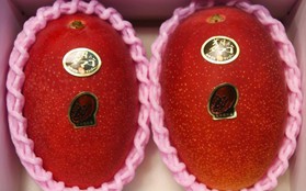 Nhật Bản quả là nơi bán trái cây đắt nhất hành tinh: Đây là cặp xoài "trứng mặt trời" có giá kỷ lục hơn 100 triệu đồng