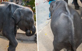 Sở thú Thái Lan gây phẫn nộ khi bắt chú voi con gầy rộc phải nhảy mua vui cho du khách